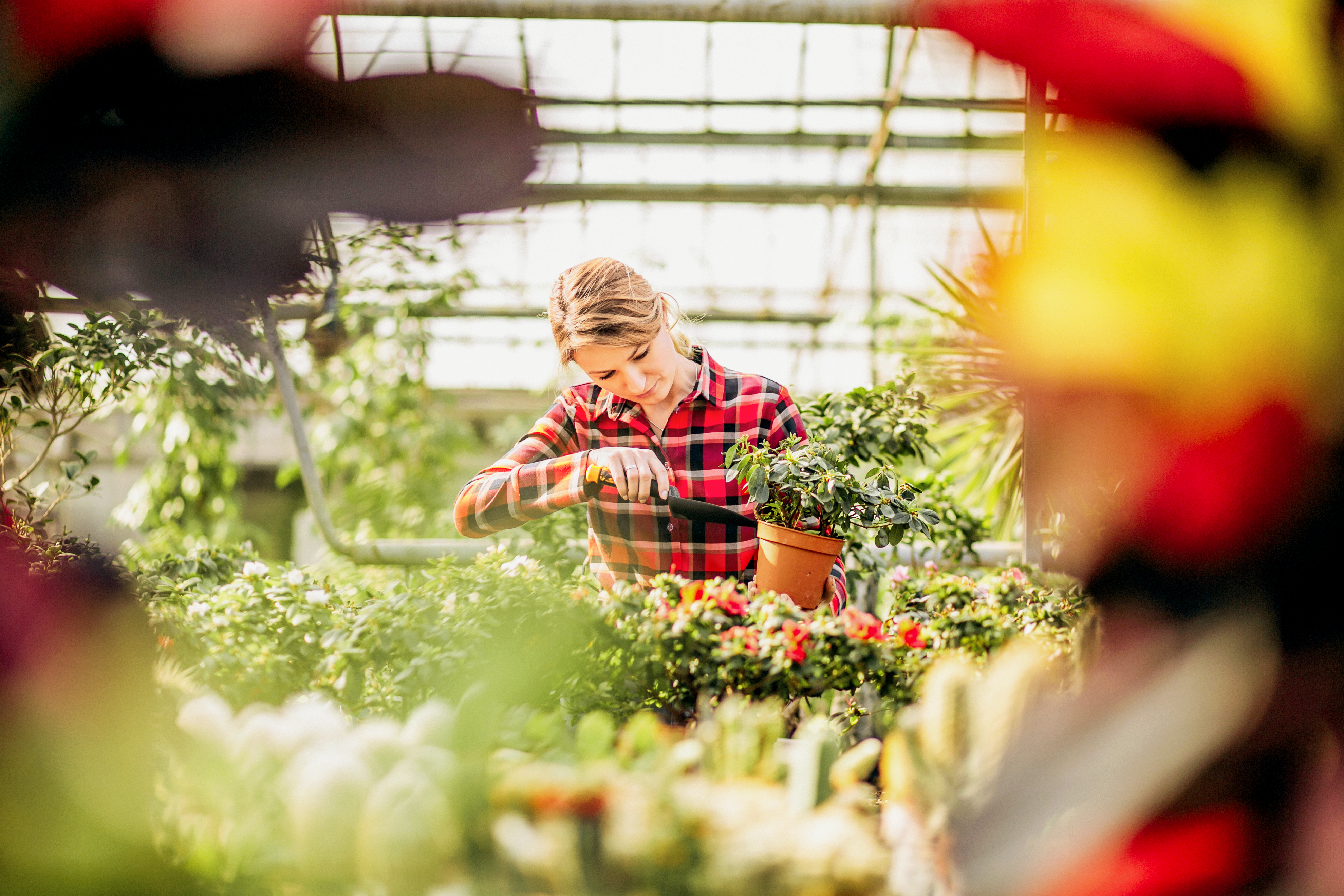 Woman gardner looking after plants in a greenhouse